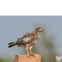 گونه سارگپه چشم سفید White-eyed Buzzard